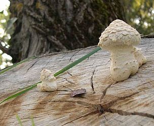 Pholiota destruens