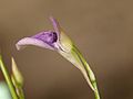 Utricularia babui flora