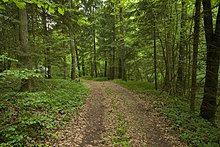 Waldweg VIT.jpg