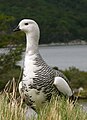 * Nomination Magellan Goose, (Chloephaga picta), Male - Tierra del Fuego - Patagonie --Butterfly voyages 04:30, 29 July 2009 (UTC) * Decline Noisy and not very sharp -- Korall 14:36, 30 July 2009 (UTC)