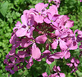 Lunaria annua, Mondviole, Silberblatt