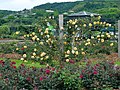 "Minamata_Rose_Park1.JPG" by User:Hyolee2