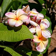 Plumeria Rubra 2.jpg