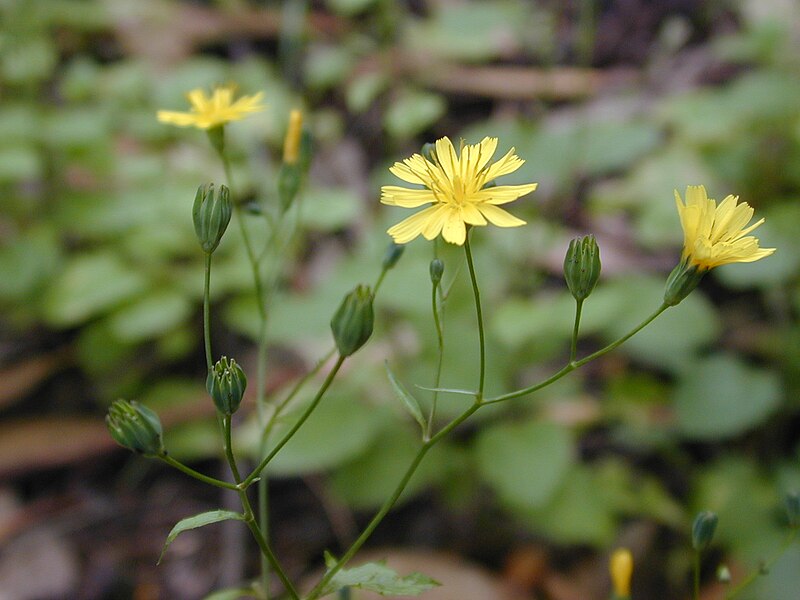 File:Starr 020808-0047 Lapsana communis.jpg