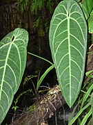 Anthurium waroqueanum