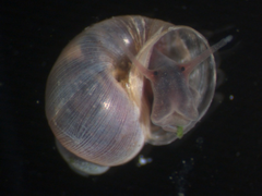 May 19: The freshwater snail Bulinus wrighti, an intermediate host of Schistosoma haematobium.