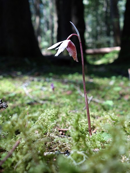 File:Calypso Orchid (42905218042).jpg