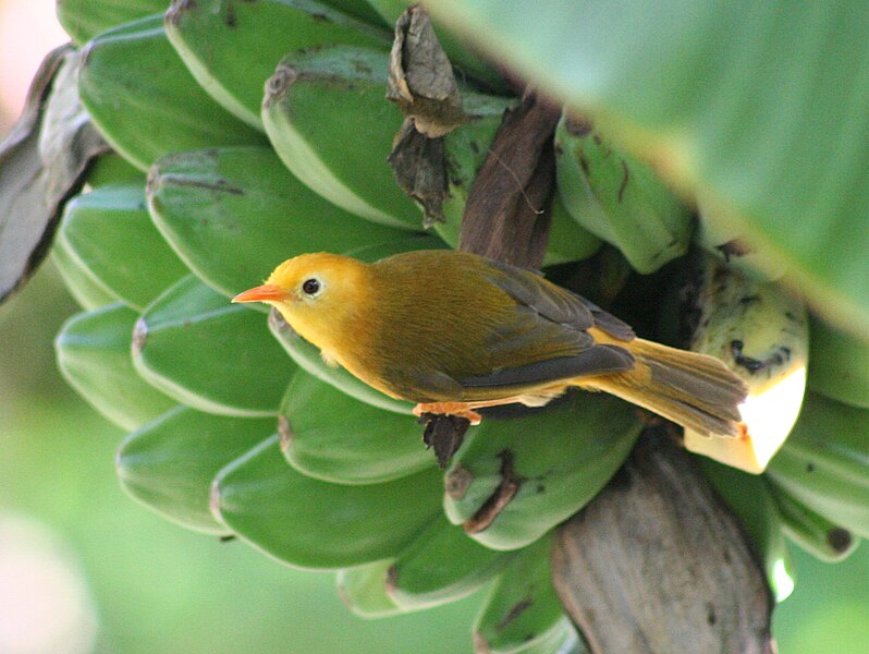 File:Golden white-eye.jpg