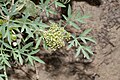 Lomatium brandegeei