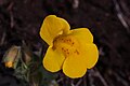 Mimulus guttatus