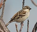 on tree; Japan