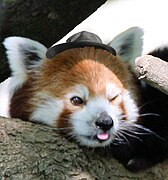 Red panda wearing small hat.jpg