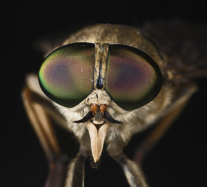 File:Tabanus sudeticus MHNT Portrait.jpg