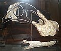 Ampelosaurus skull