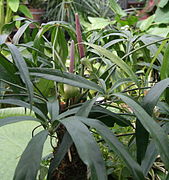 Anthurium araliifolium