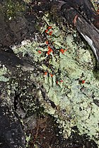   Cladonia macilenta