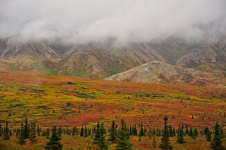 Colourful vegetation