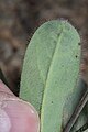 Hieracium albiflorum