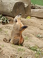 Deutsch: Südamerikanischer Nasenbär (Nasua nasua) im Tierpark Bochum. English: South American coati (Nasua nasua) in the Tierpark Bochum, Germany.   This file was uploaded with Commonist.