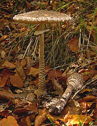 Macrolepiota procera