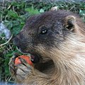 * Nomination: Marmot eating (exact species to come) -- Rama 21:18, 8 August 2009 (UTC) * Review  Comment Good shot, but very noisy, do you have it as RAW-file? Maybe it can be denoised. --Smial 22:45, 8 August 2009 (UTC) Sorry but no, there was only a jpg file. Rama 11:46, 9 August 2009 (UTC).  Comment Very noisy --Lmbuga 20:14, 13 August 2009 (UTC)