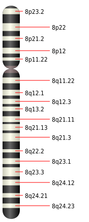 File:Chromosome 8.svg