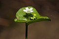 Claytonia perfoliata