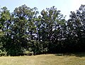 Duby v Bechyni/ Memorable oak trees ‎