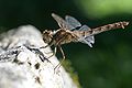 * Nomination Female Sympetrum vulgatum --Korall 18:59, 20 August 2009 (UTC) * Promotion good --George Chernilevsky 20:16, 20 August 2009 (UTC)