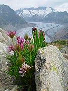 Alpine flora