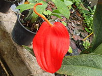 Anthurium scherzerianum