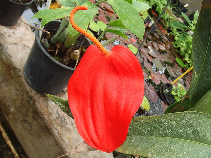 File:Anthurium scherzerianum2.jpg