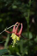 Aquilegia formosa