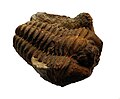 * Nomination Fossil of trilobita sp. --ComputerHotline 10:29, 8 January 2012 (UTC) * Promotion Good quality. A scale would add values to the image --PierreSelim 13:17, 9 January 2012 (UTC)