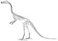 Obsolete skeletal diagram.