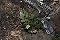 Eriogonum pyrolifolium