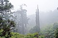 Yakushima