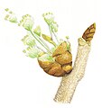 Ulmus laevis flowers