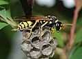 * Nomination A formal portrait of a paper wasp (Polistes dominumus) at the entrance of its house -- Alvesgaspar 12:04, 13 March 2008 (UTC * Promotion A really great shot... definitely meets the basic quality standards. Ragesoss 22:58, 16 March 2008 (UTC)