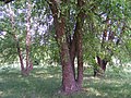 at Morton Arboretum