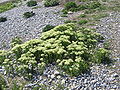 habitat on the seashore