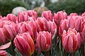 "Keukenhof_2018_DSC_0059.jpg" by User:Atamari