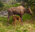 In Alaska, nature comes to you. This image was taken through a window in my house.