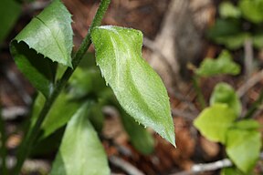 Oreostemma alpigenum