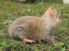 December 29: A silvery mole rat.