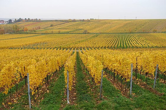 Vineyard in Kallstadt, Germany, with autumn colours