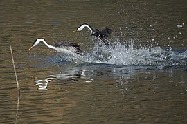 Western Grebes (24903947702).jpg