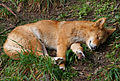 Cleland Wildlife Park, near Mount Lofty, Adelaide, South Australia