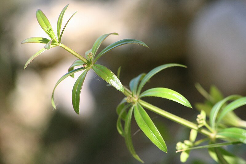 File:Galium aparine.jpg