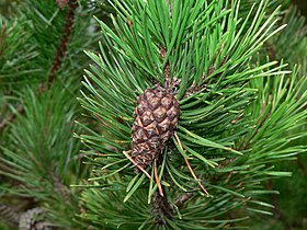 Pinus contorta